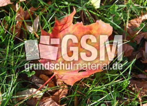 Herbststimmung-10-09 044.jpg